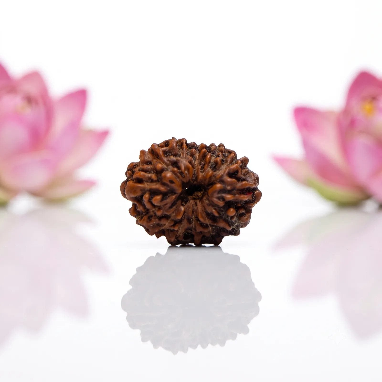 Natural 12 Mukhi Rudraksha Beads
