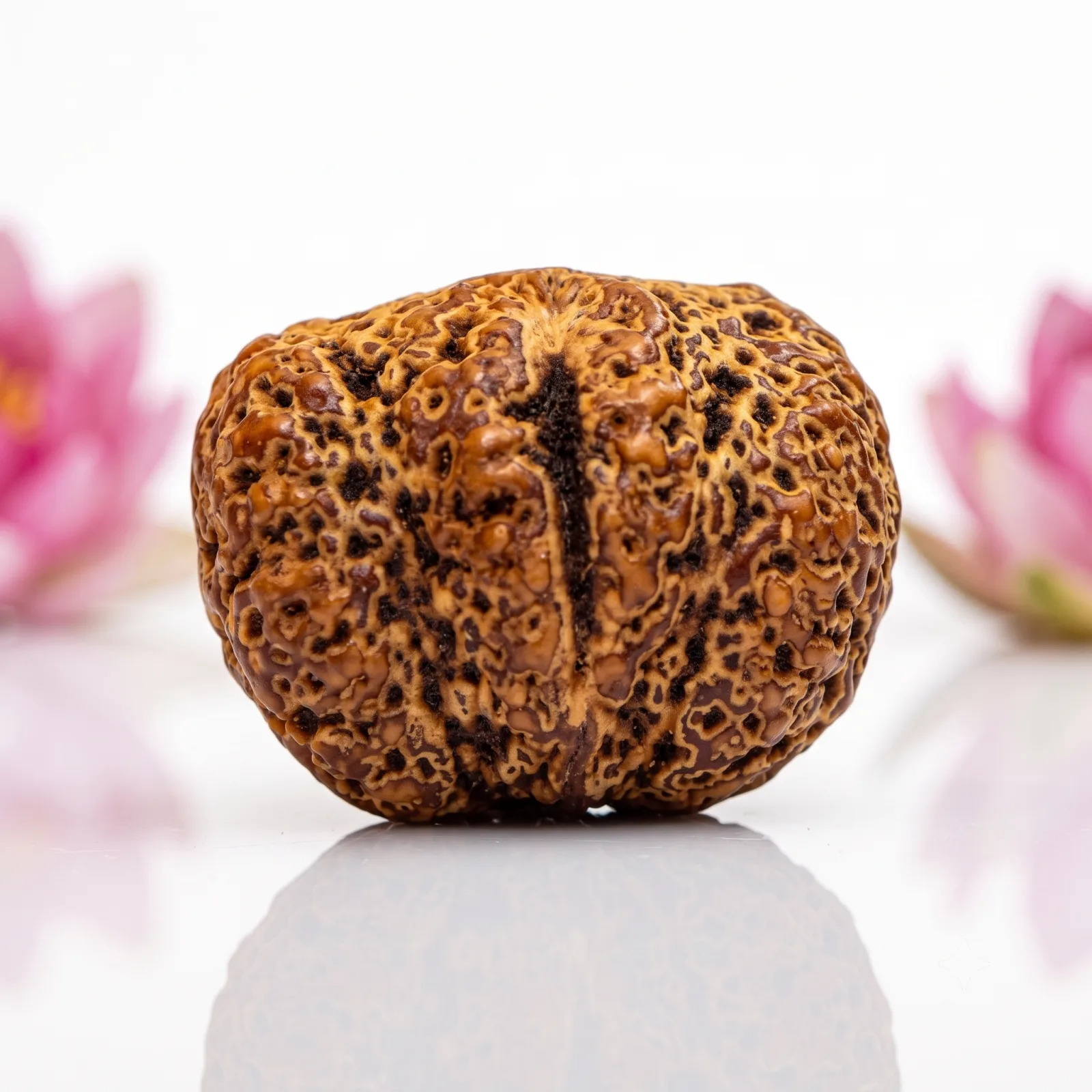Natural Yoni Rudraksha Beads
