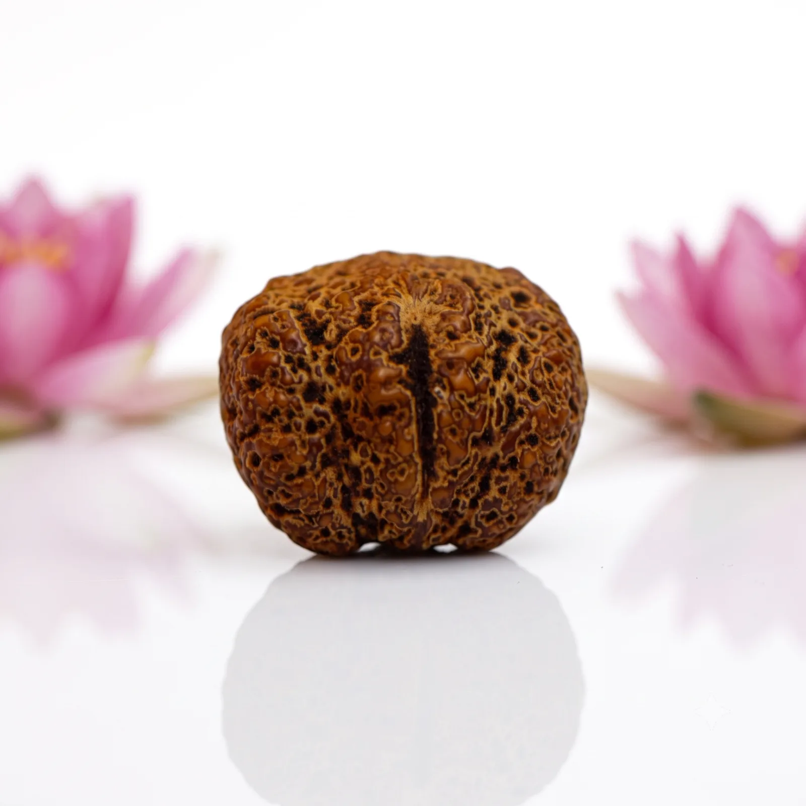 Natural Yoni Rudraksha Beads