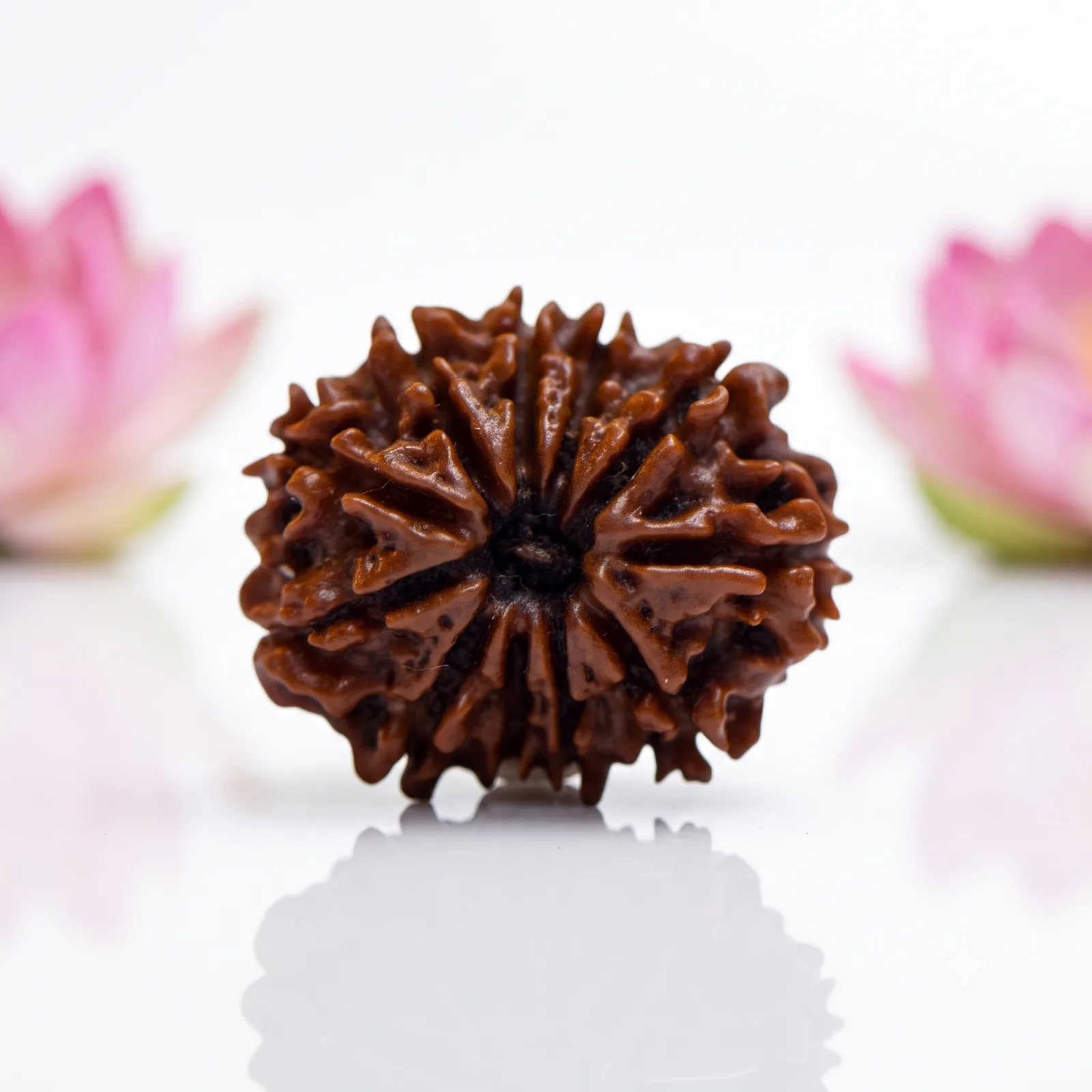 Natural 11 Mukhi Rudraksha Beads